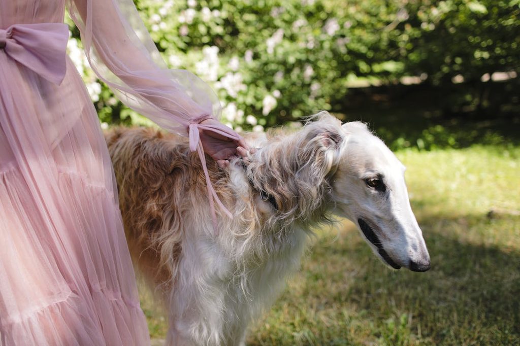 greyhound on a leash in a yard