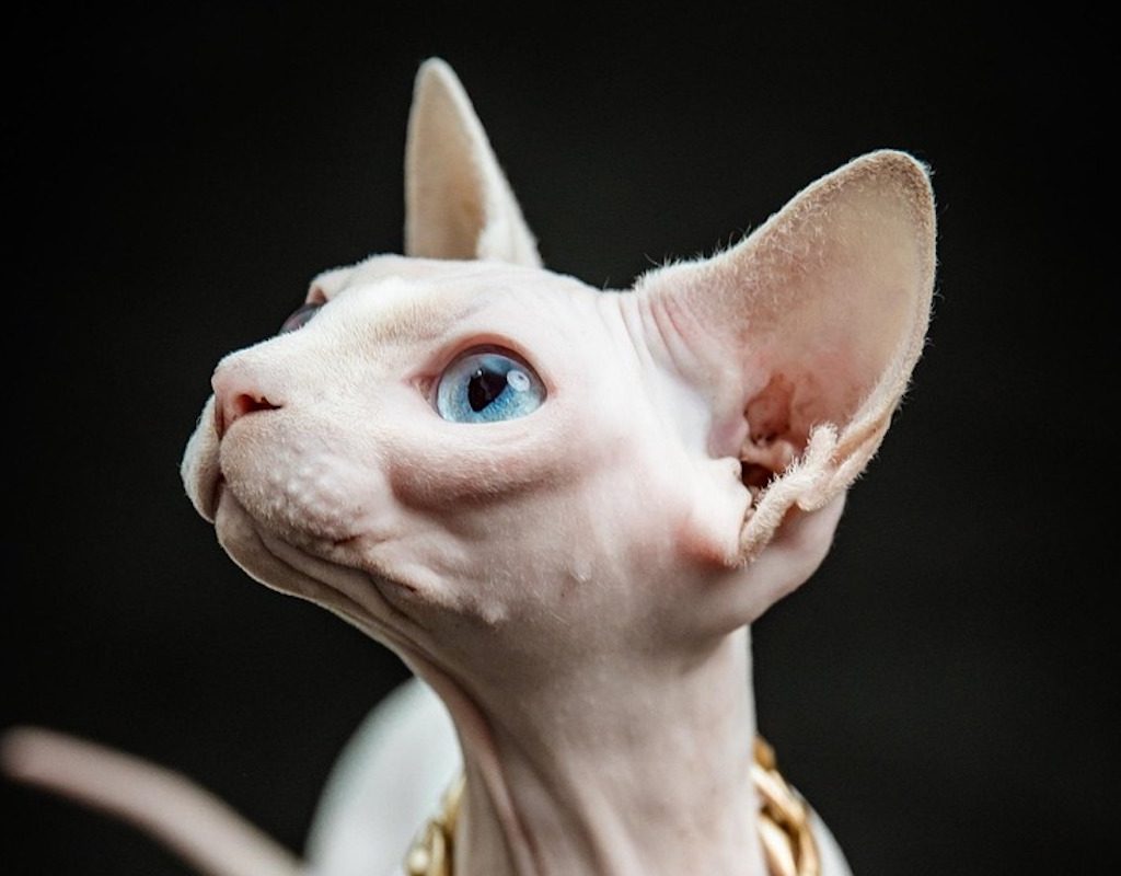 Hairless vambino cat