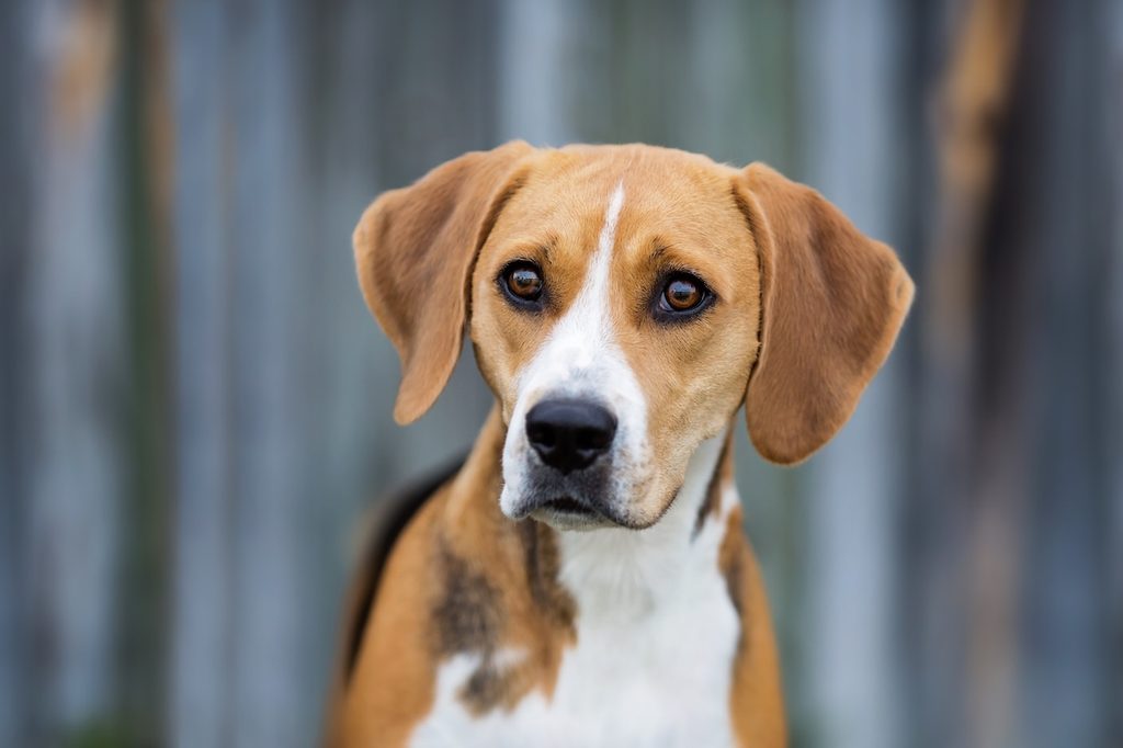 Beautiful Harrier on a colorful wooden background