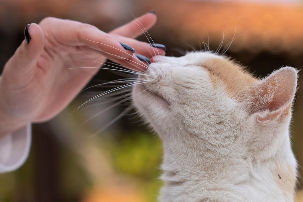 A person boops a cat's nose