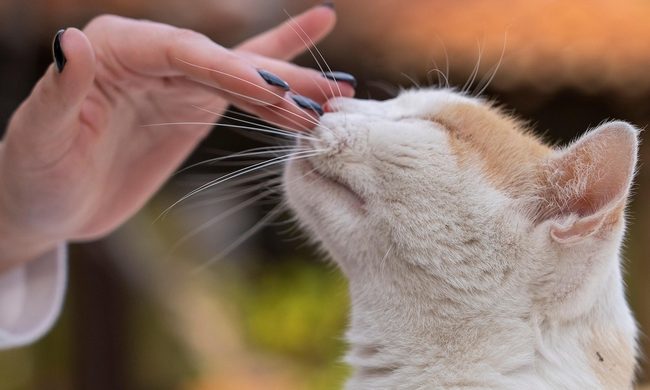 A person boops a cat's nose