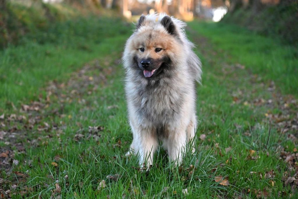 A Keeshond running in the grass