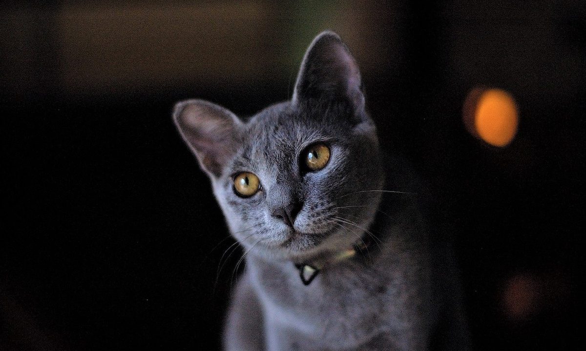 gray cat names russian blue yellow eyes