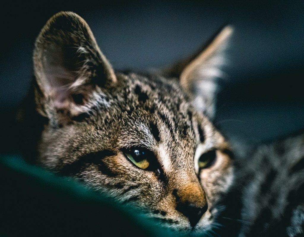 Close-up of Savannah cat