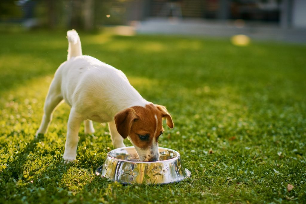 Super Cute Pedigree Smooth Fox Terrier Dog Drinks Water out of His Outdoors Bowl. Happy Little Doggy Having Fun on the Backyard. Sunny Day Outdoors