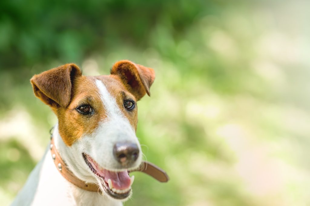 Smooth fox terrier sitting in a grass, happy dog