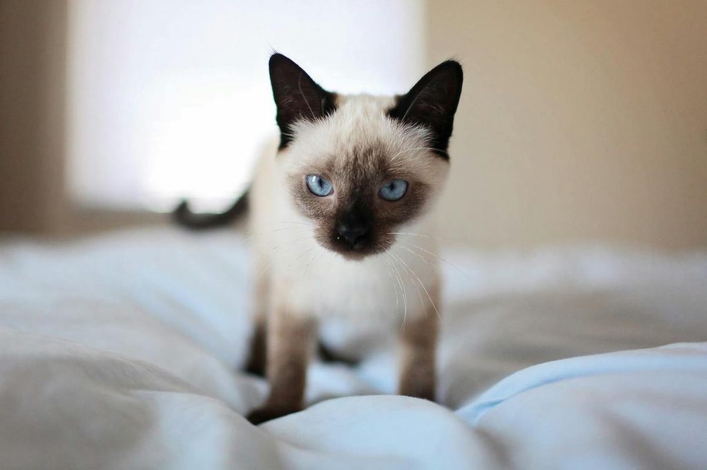 A Siamese cat with blue eyes stands on a bed