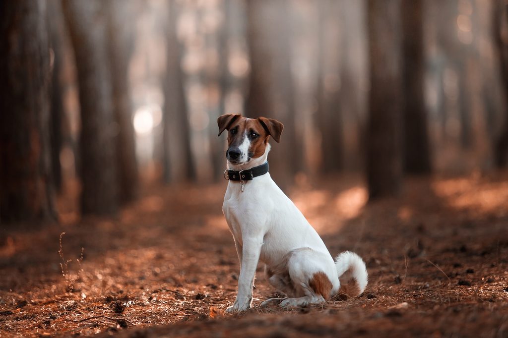 Charming dog fox terrier breed in the autumn forest