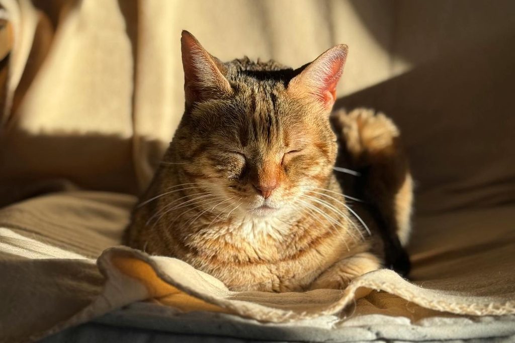 Tabby cat closes their eyes in the sunlight