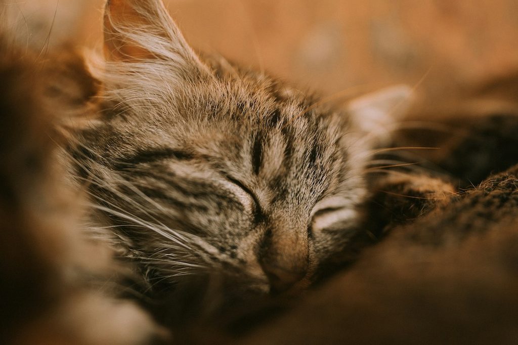 Tabby cat sleeping