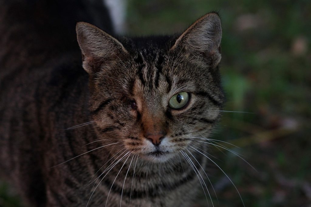 Tabby cat with one eye