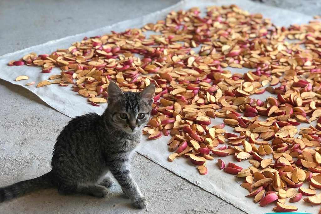 Tabby kitten siting next to apple slices drying on a mat