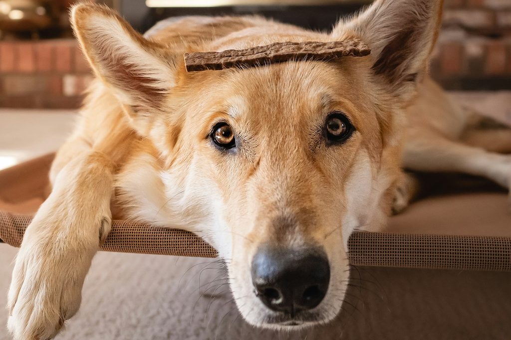 tan Tamaskan dog balancing treat on their head