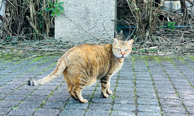 Pregnant cat walking outside