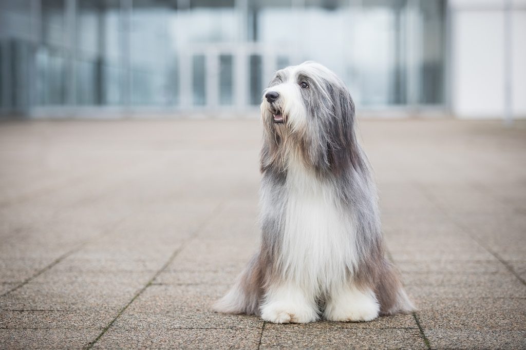 Bearded collie posing after dog show