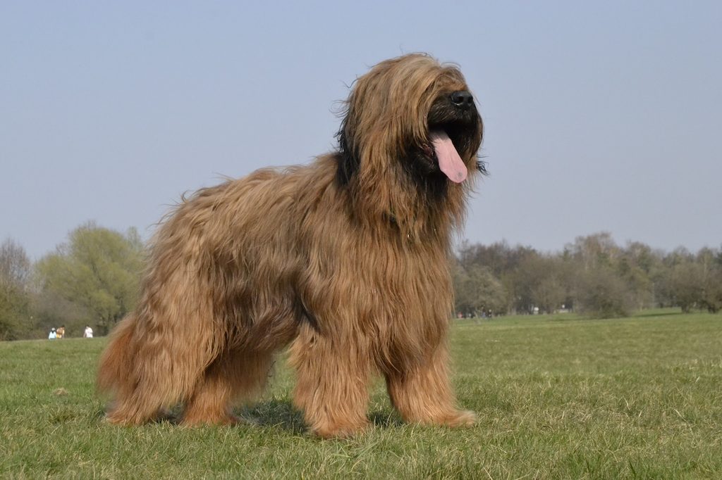 A briard dog panting outside