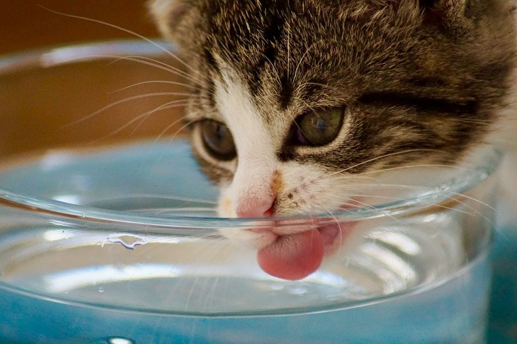 cat drinking out of large water glass
