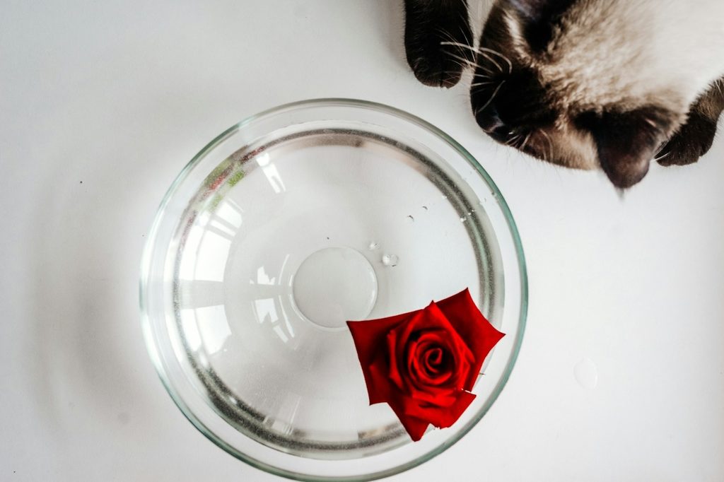 cats drinking water out of rose vase