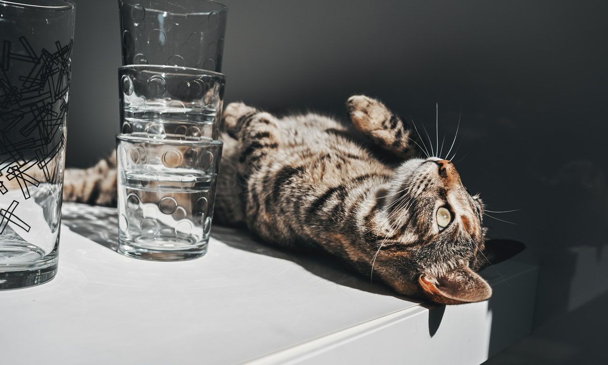 a cat lying on a table with water cups