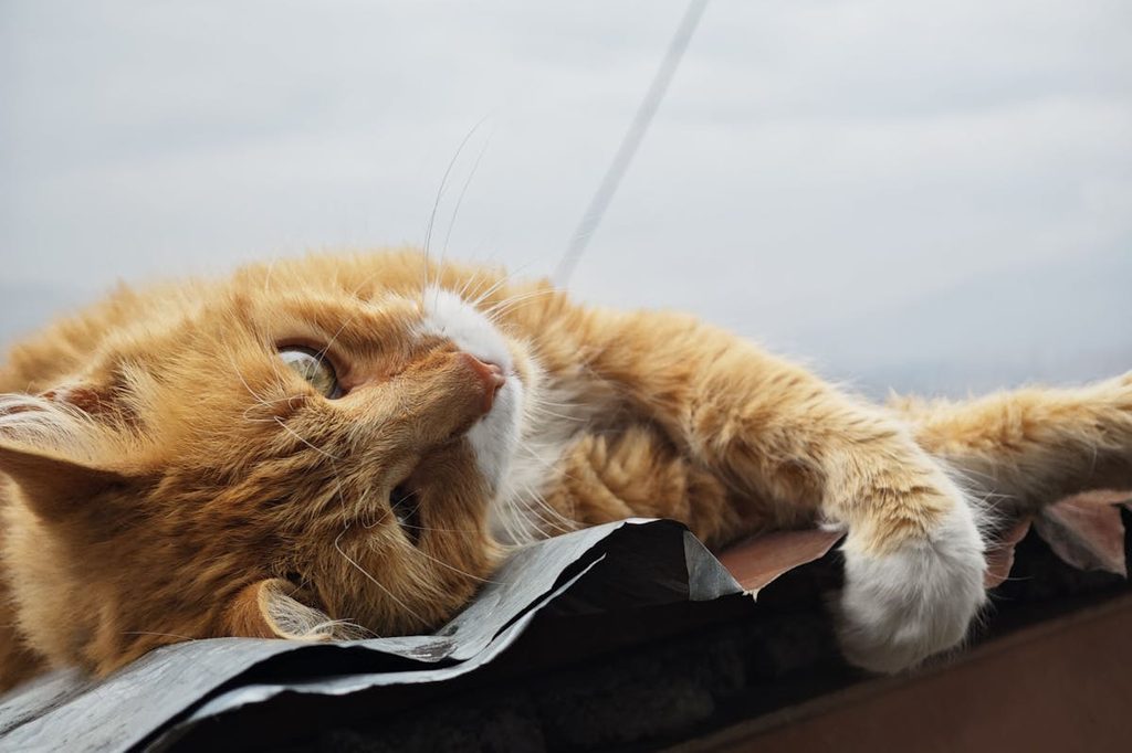 cat lying on tin