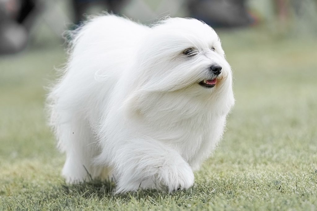 Coton de Tulear dog walking in a field on a bright sunny day