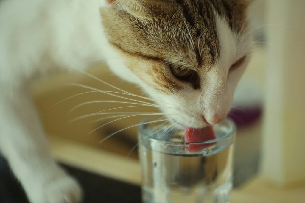 white and tan drinking water cat