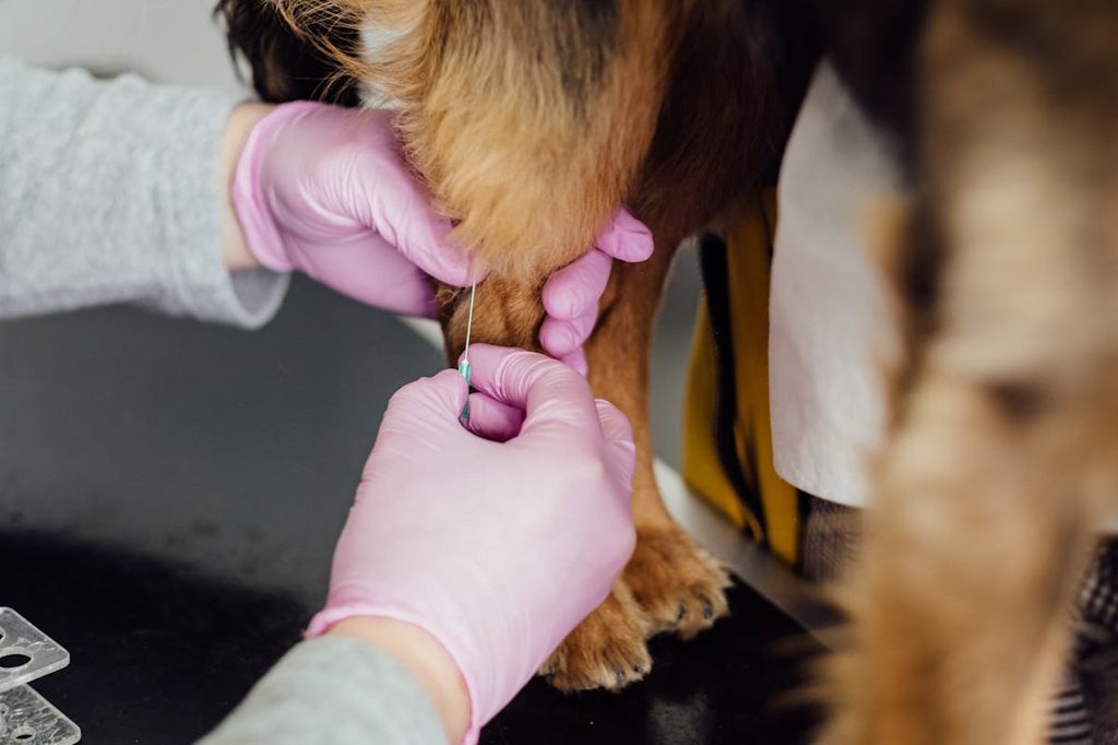 dog getting injection in leg