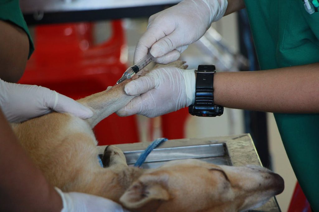 vet vaccinating a dog who is lying down