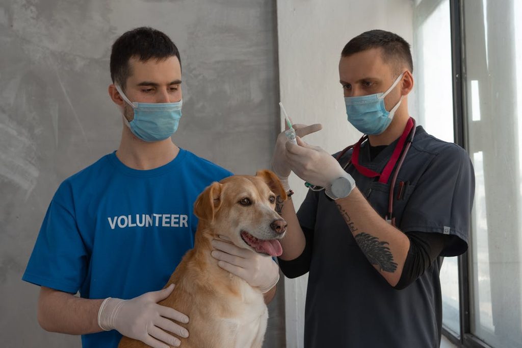 a dog getting vaccine vet holding syringe