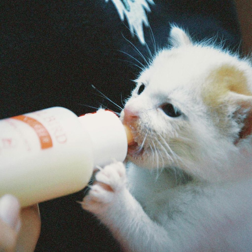 Bottle feed kitten