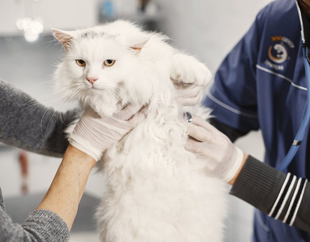 fluffy white cat at vet