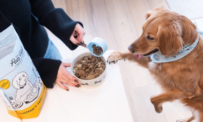 Bowl, Animal, Canine
