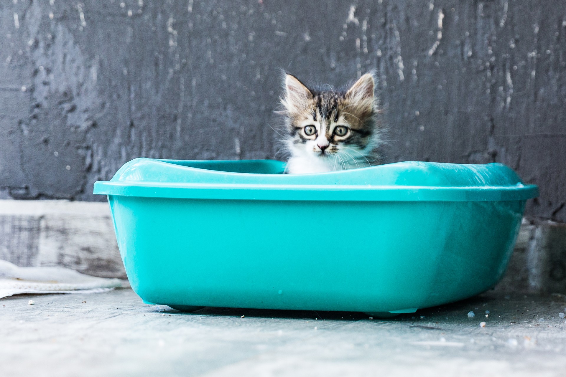 Kitten in litter box