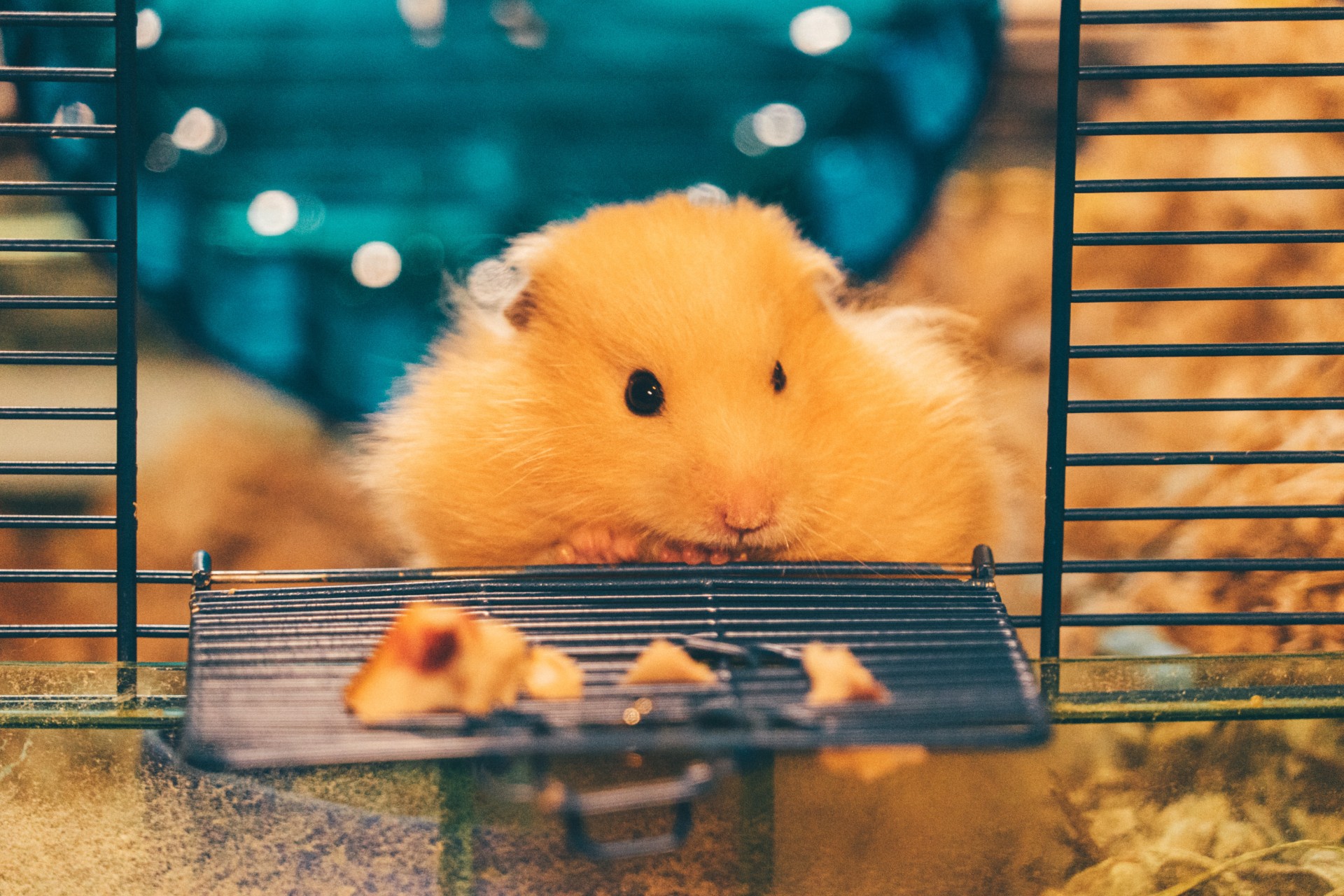 Orange hamster sitting in cage
