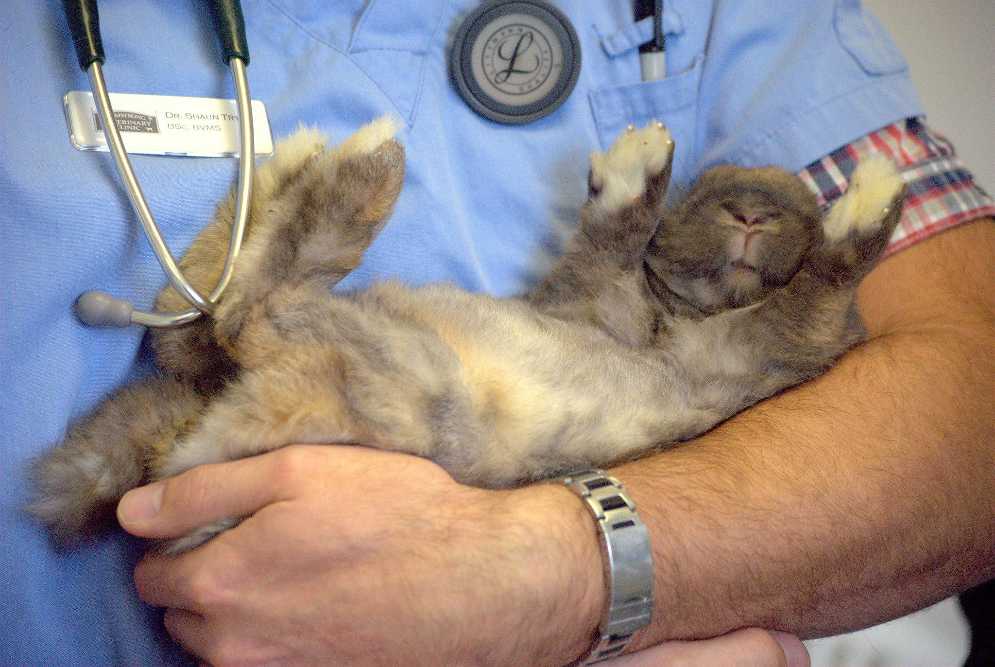 rabbit being held by veterinarian