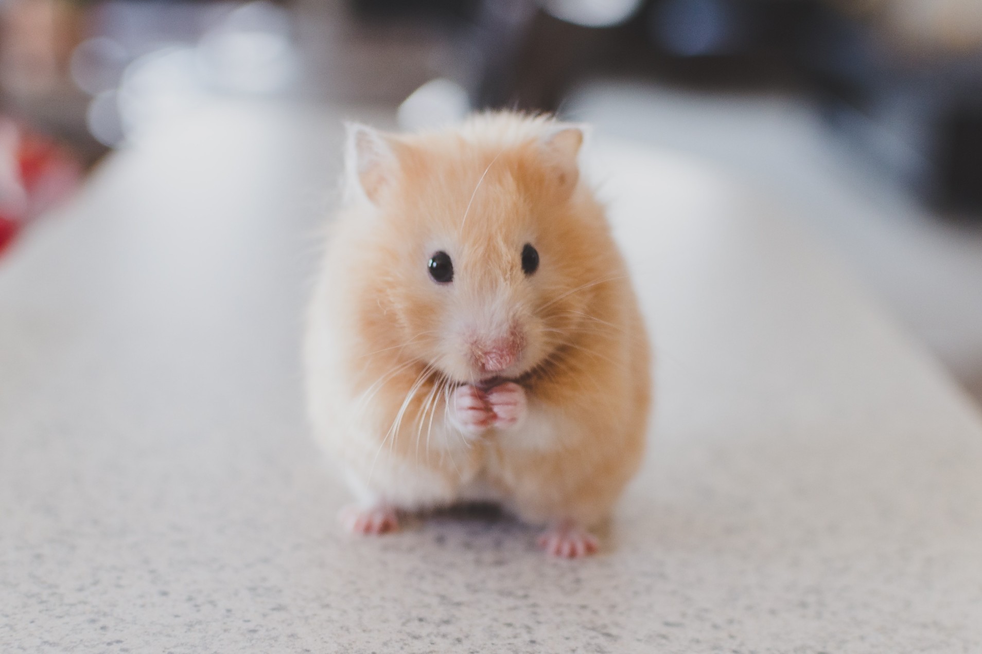 Hamster sitting on carpet floor