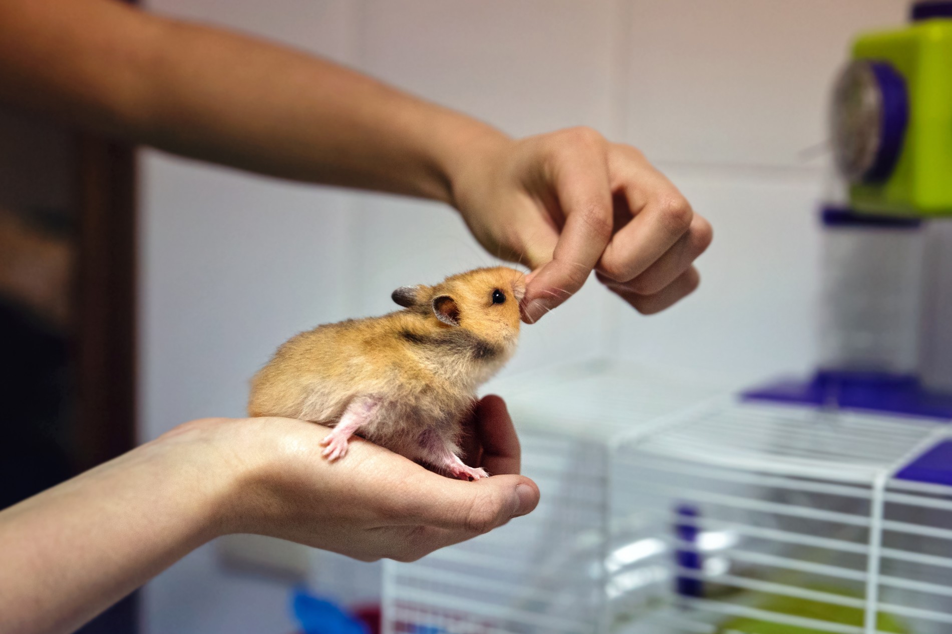 Hamster being fed by a person