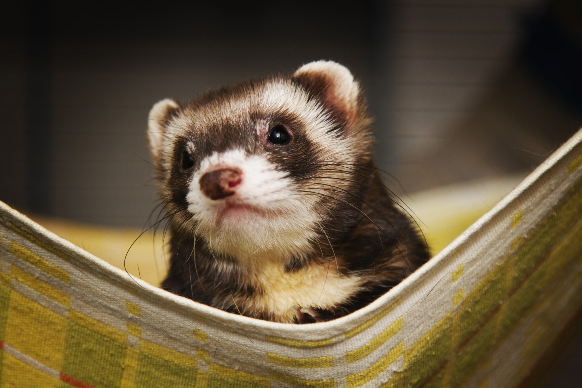 Pet ferret peeking out of a towel