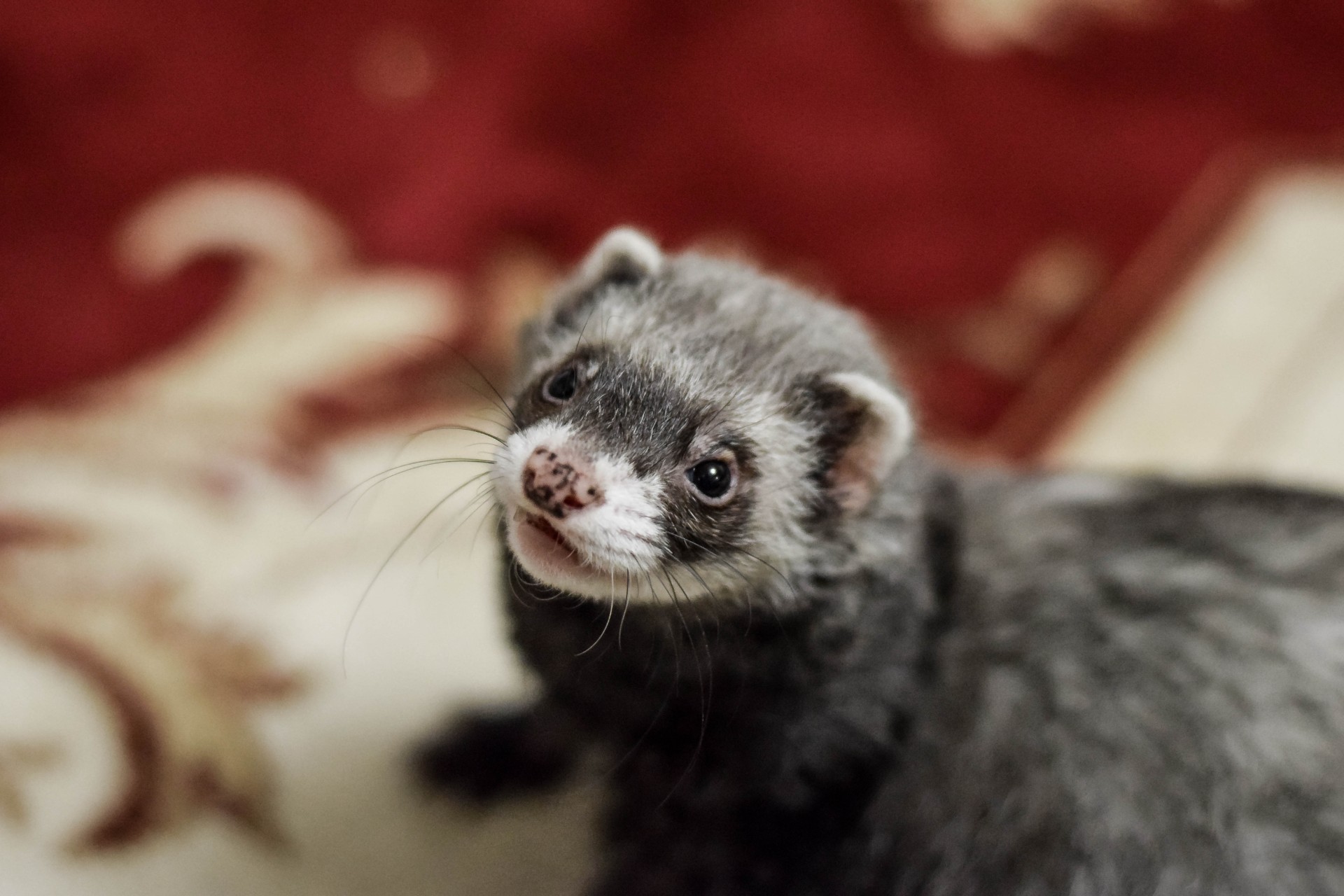 Pet ferret playing with a toy