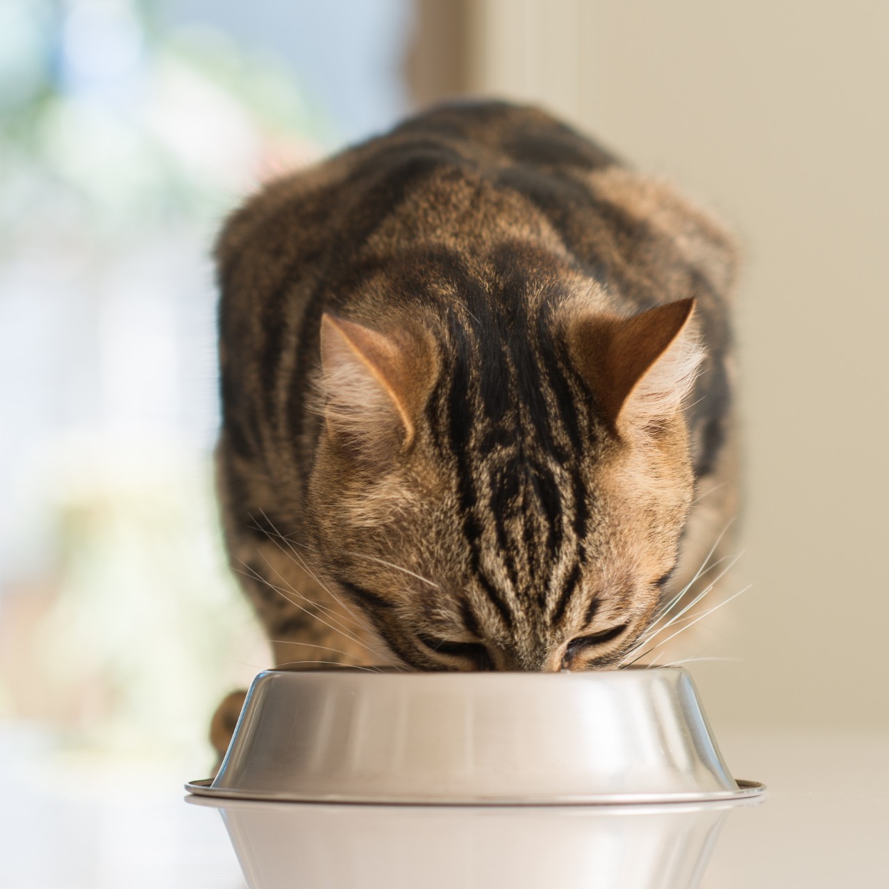 Striped cat eating from metal bowl