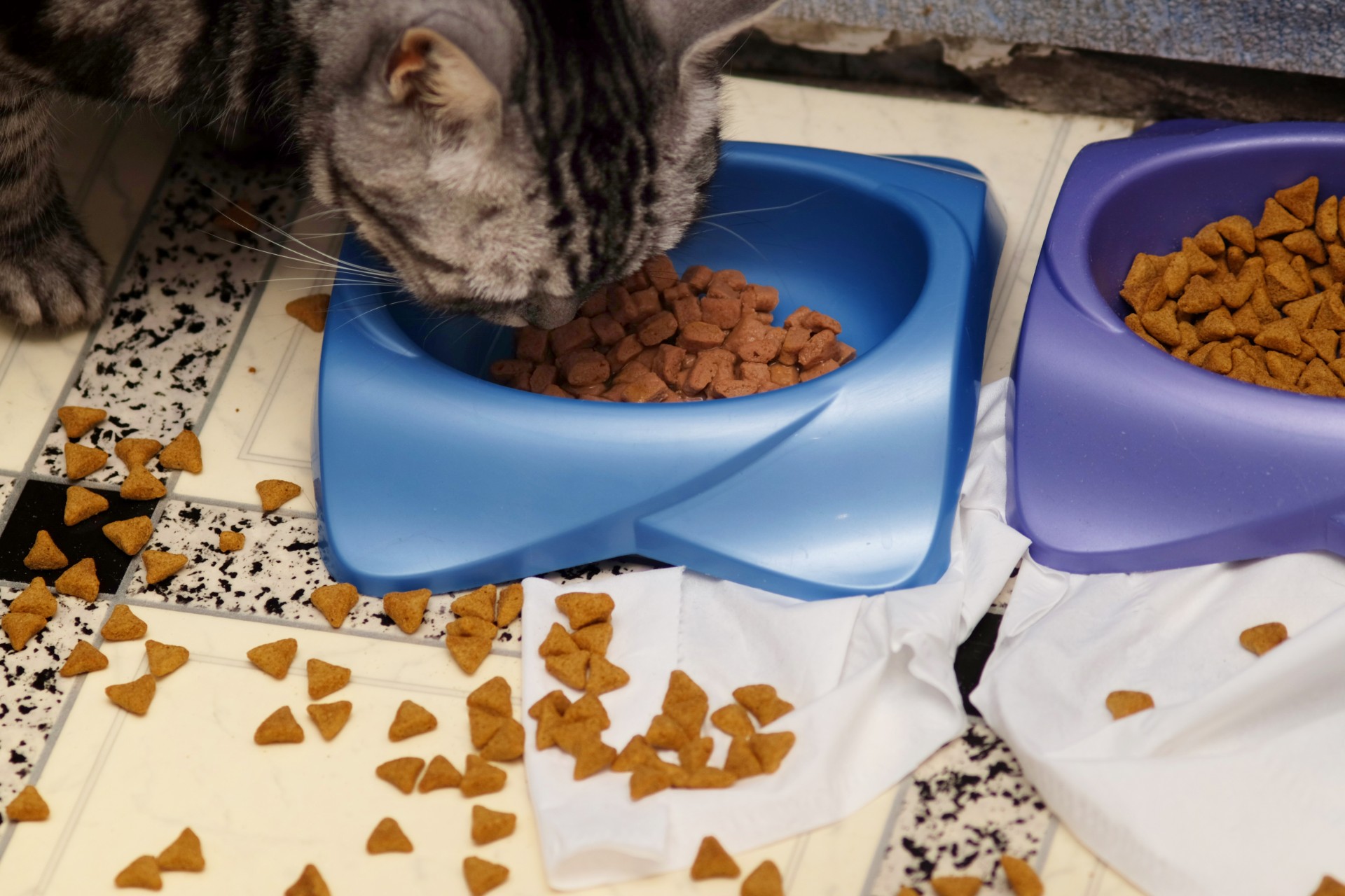 Cat eating from bowl with food spilled on floor