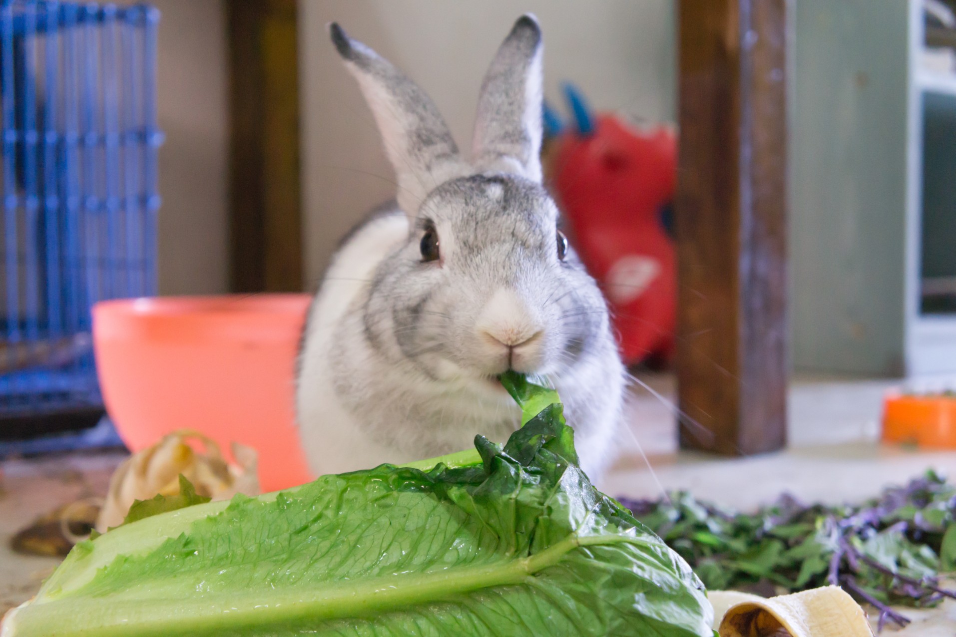 Rabbit eating romaine lettuce