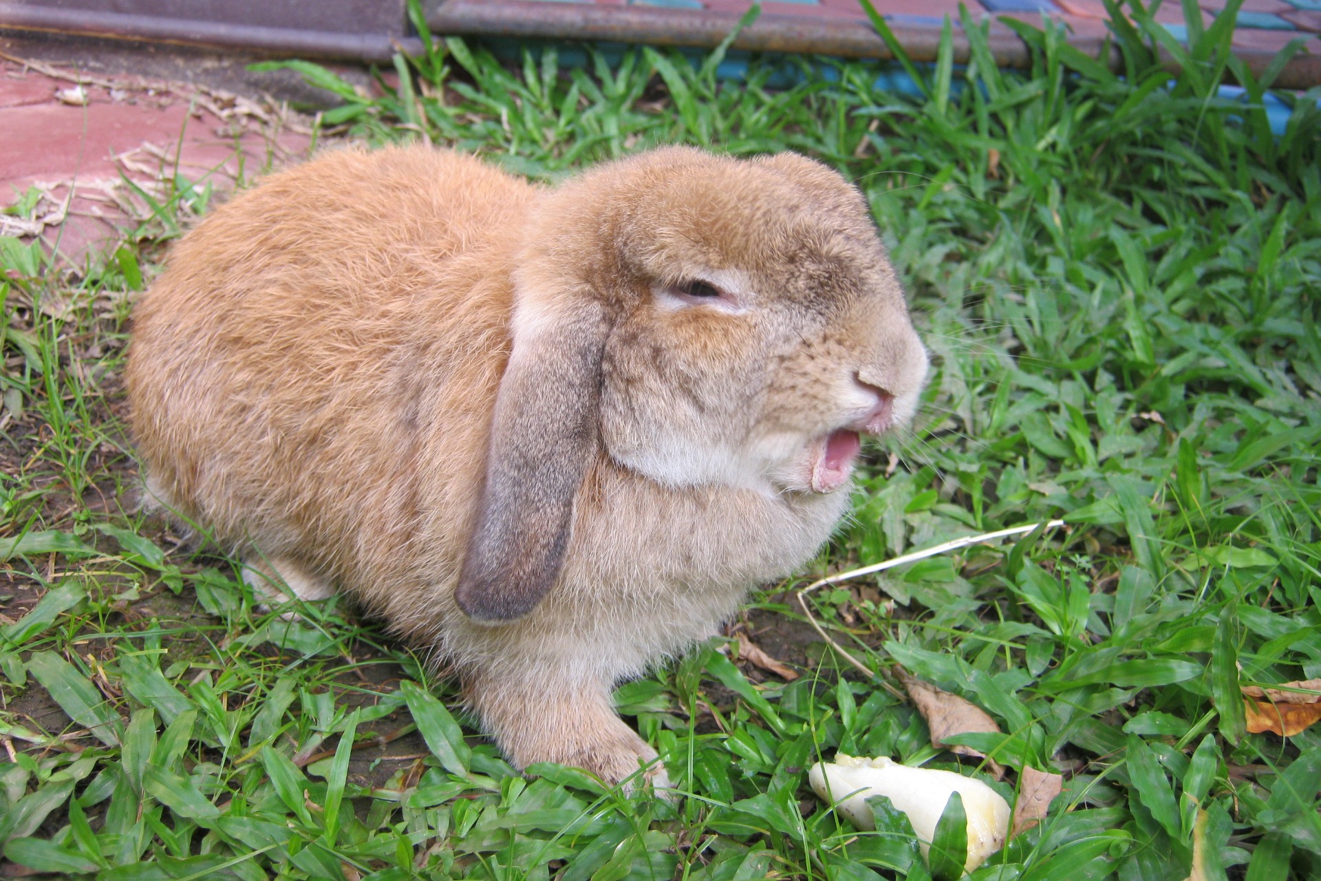 Rabbit eating a banana on grass