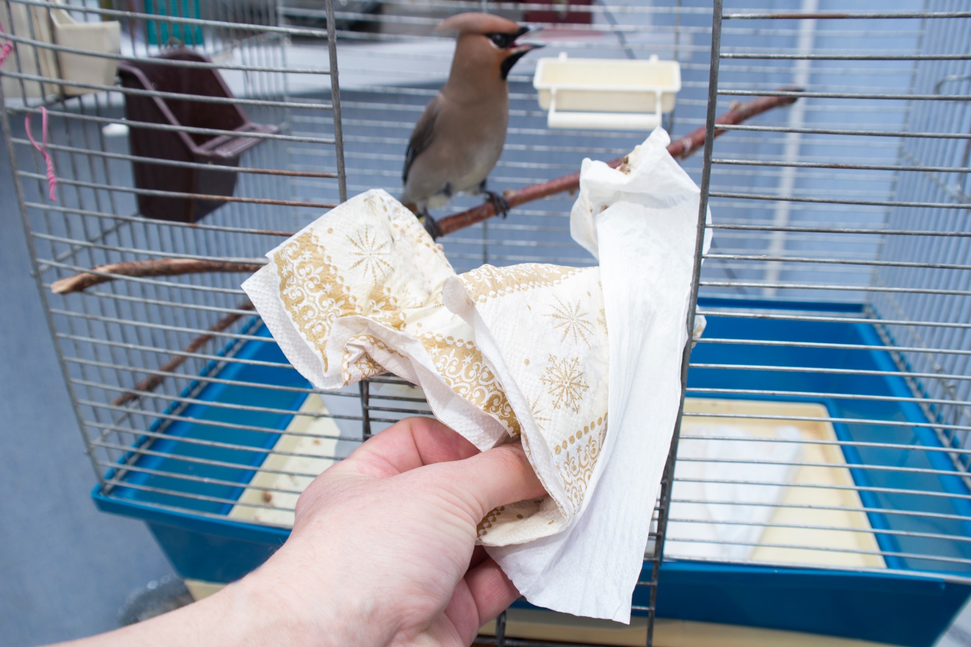Person cleaning a bird cage with cloth