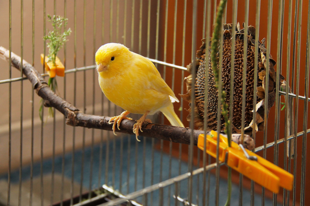 canary in a cage beside a sunflower