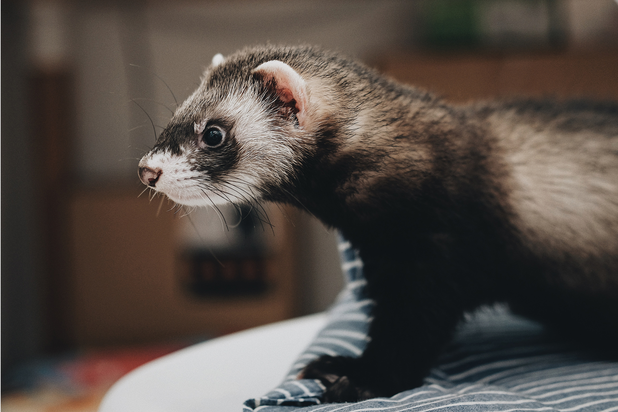 Ferret standing on a table