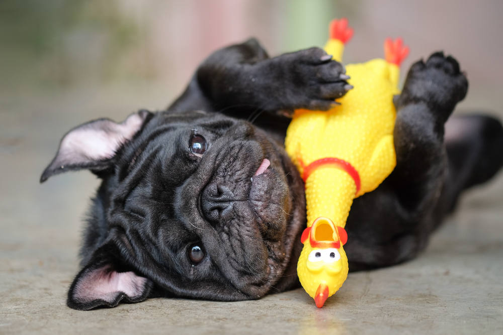 pug-puppy-with-rubber-duck