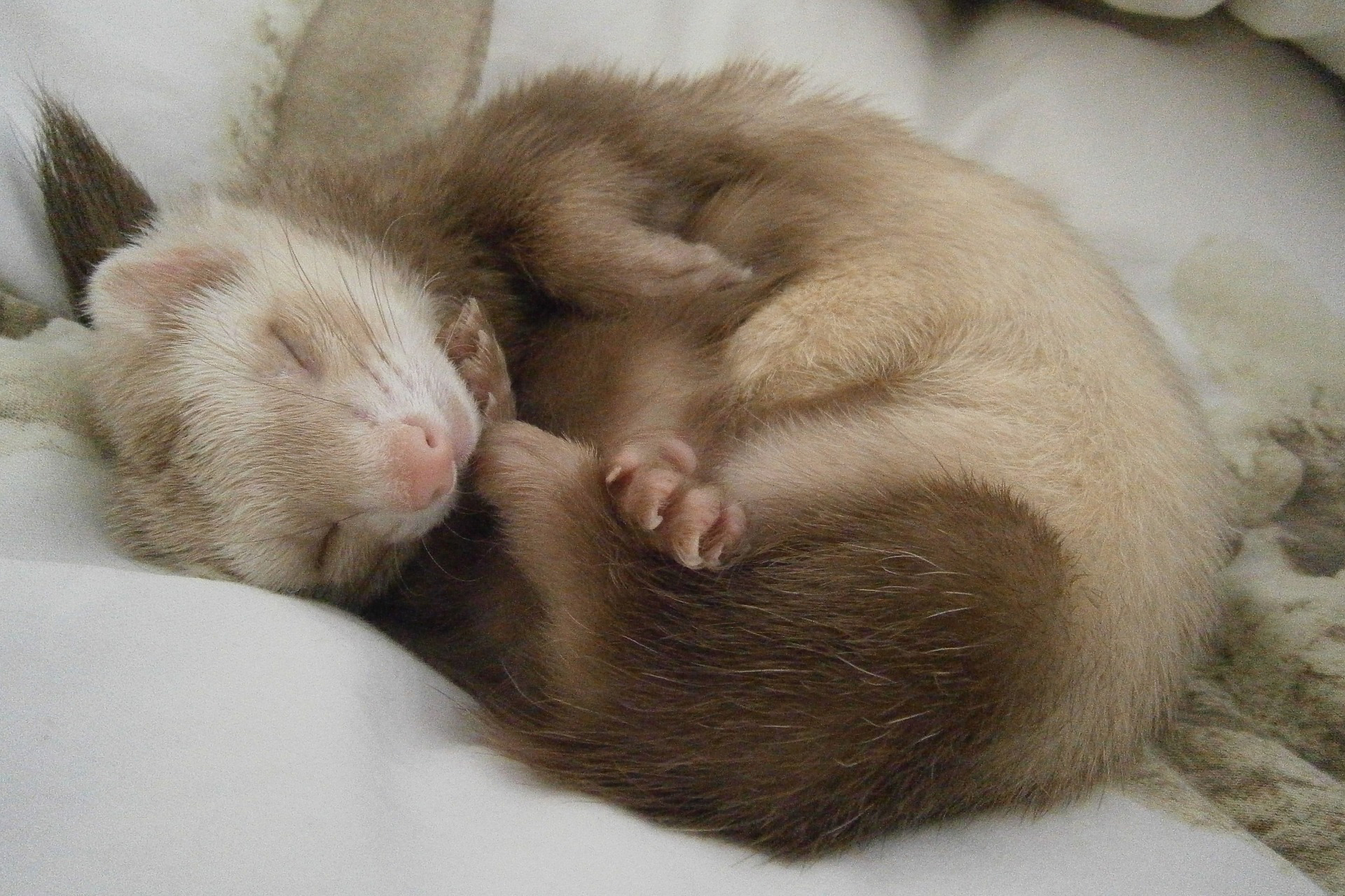 Ferret sleeping on a blanket