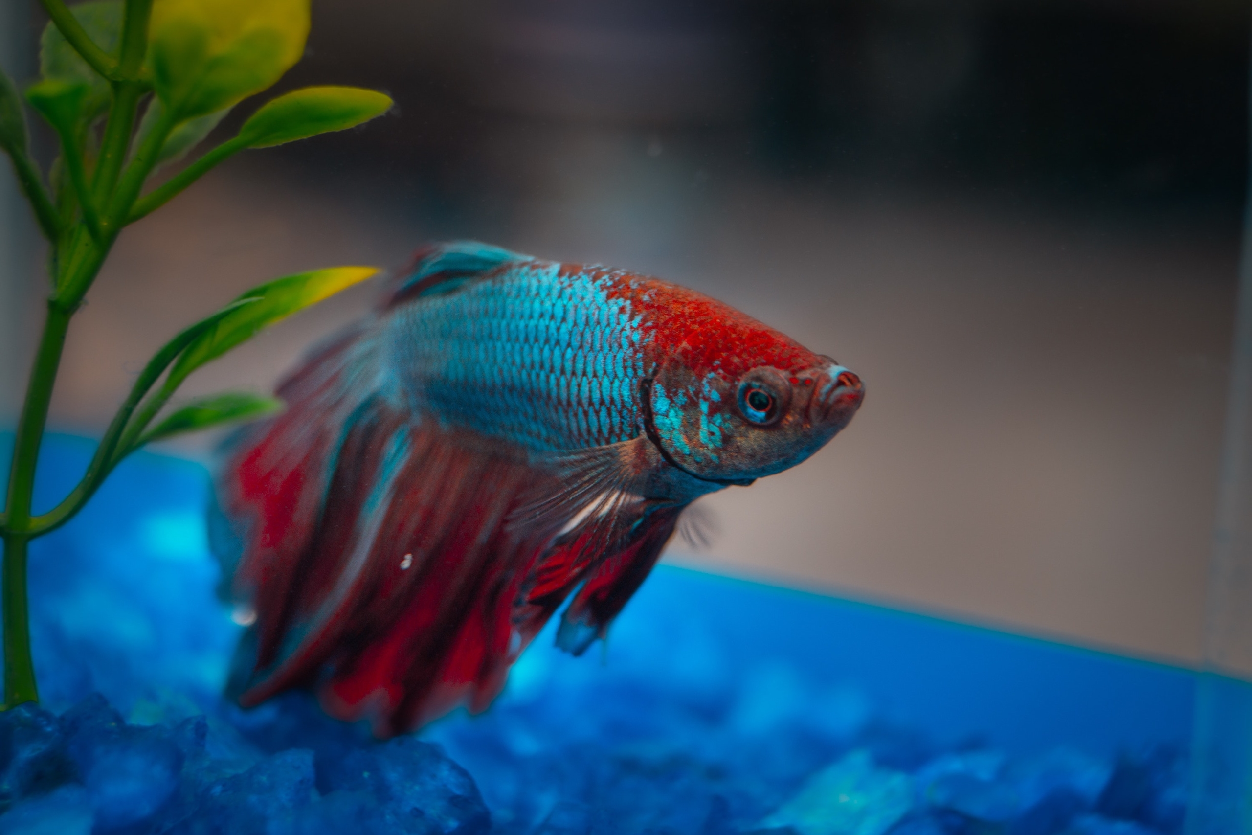 an orange and blue betta fish peeks out from behind an aquarium plant