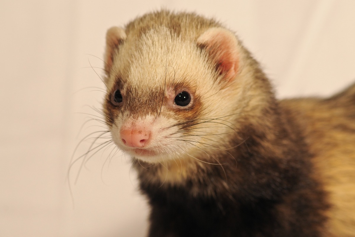 a light brown ferret looks off to the side of the camera
